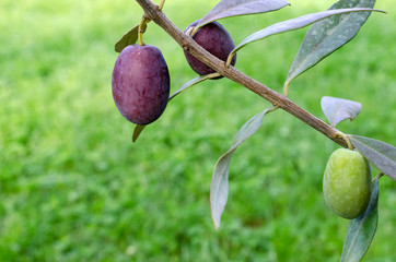 Fototapeta premium Branch with olives