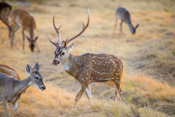 Obraz premium Chital Deer