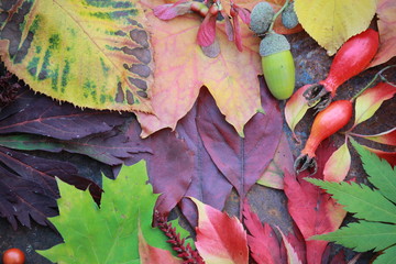 Obraz premium Abstract background of autumn leaves. Autumn background.