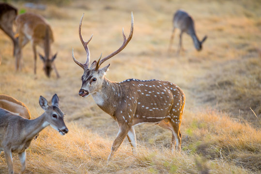 Fototapeta Chital Deer