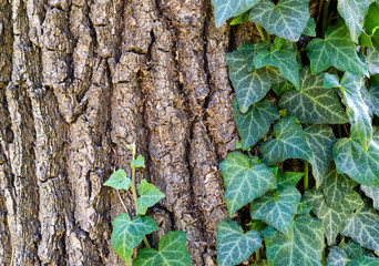 Ivy climbing on a tree