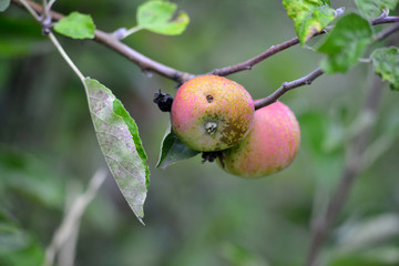 apple fruit