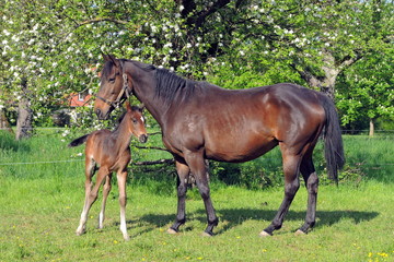 Obraz premium Stute mit Fohlen auf der Frühlingsweide