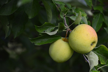 apple fruit