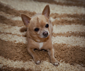 Cute Chihuahua lying on the carpet.