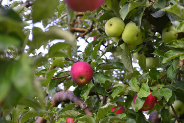 apple fruit