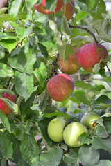 apple fruit