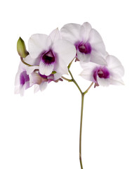 White orchid on white blackbackground
