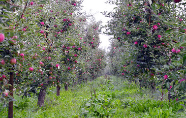 Fototapeta na wymiar apple fruit