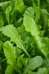 Green leaves and  morning dew
