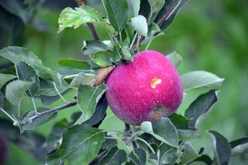 apple fruit