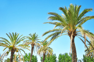 Obraz na płótnie Canvas Palm trees