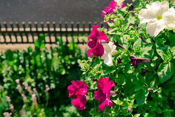Flowers in the yard, a garden