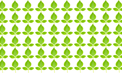 Green leaves pattern on white background