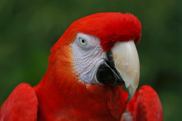 Roter Ara