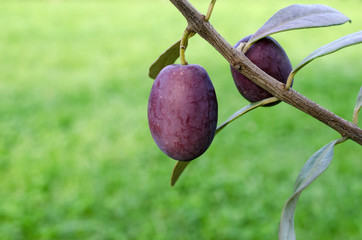 Branch with olives