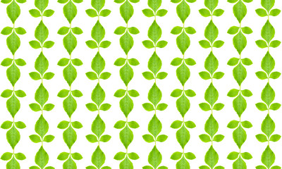 Green leaves pattern on white background