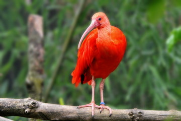 redbird