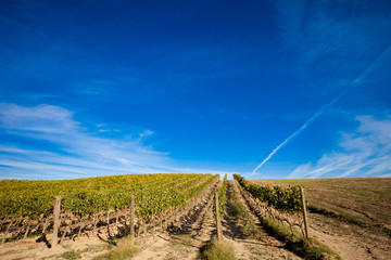 Fototapeta na wymiar Beautiful autumn Tuscany vineyards view