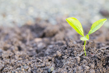 Green sprout growing