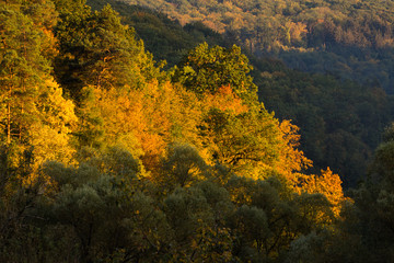 Herbstwald / Sch&ouml;nbuch