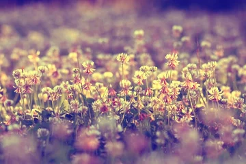 Fotobehang zomer landschap achtergrond zon bloemen Stralen © kichigin19