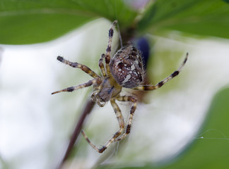 Kreuzspinne