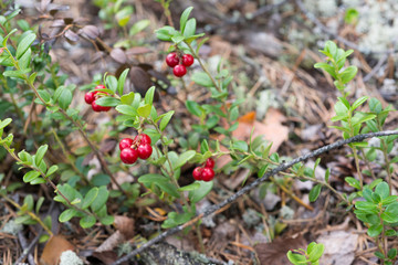 Obraz premium Wild lingonberries growing among leafes in forest.