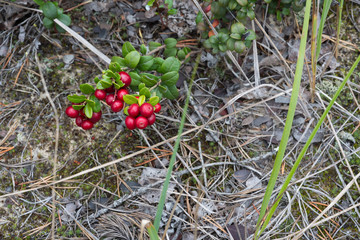 Wild lingonberries growing among leafes in forest.