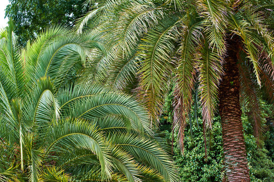 Date palms in arboretum