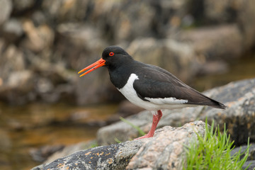 Austernfischer, Eurasian oystercatcher, Haematopus ostralegus