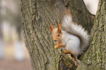 Eurasian red squirrel sitting on a tree and waiting for the next helping of sunflower seed