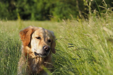Hund in der Wiese
