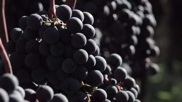 Red grapes ready to be harvested