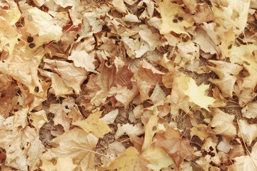 Autumn texture of yellow fallen leaves