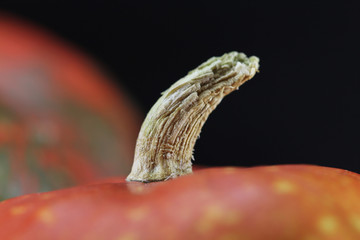 Spine pumpkin on a black background