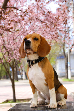 Funny cute dog near blossoming tree outdoors