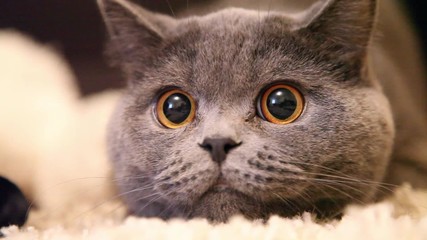 Cat with big eyes