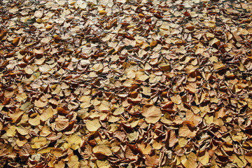 Autumn texture of yellow fallen leaves