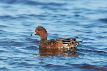 Eurasian wigeon (Anas penelope)