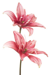 lily © _Vilor
