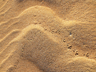 Beautiful background of sand with the traces of birds 