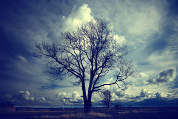 Autumn lonely tree in the wind field