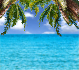 Obraz na płótnie Canvas image of sea sky coconut tree 
