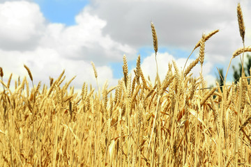 Beautiful summer field