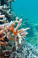 Naklejka na ściany i meble coral reef with sea sponge in tropical sea , underwater
