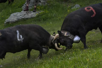 Fotobehang Kuhkampf der Eringer Kühe im Wallis © franzeldr