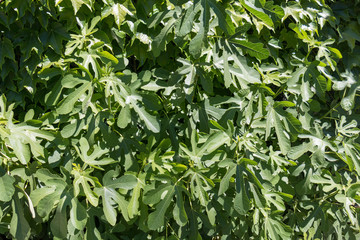 Leaves of a green fig tree, natural environment