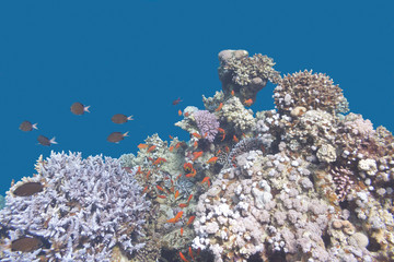 coral reef with  fishes anthias in tropical sea, underwater