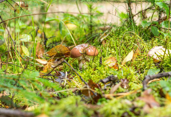 greasers mushroom in the woods among the moss and twigs